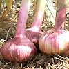 Garlic Italian Purple 